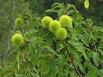 American chestnut 
